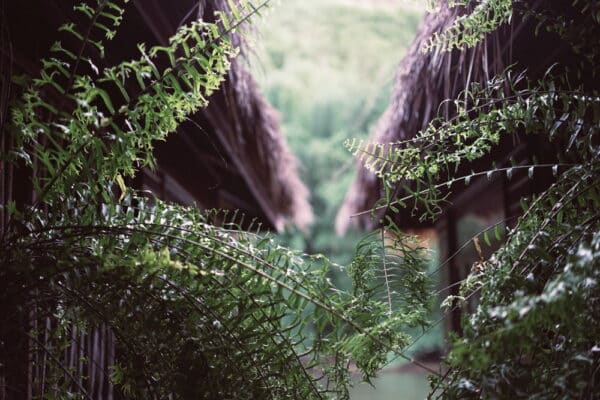 Ecosystem of the Kwai Noi River: Exploring the Botanical and Wildlife Wonders at The FloatHouse River Kwai 1