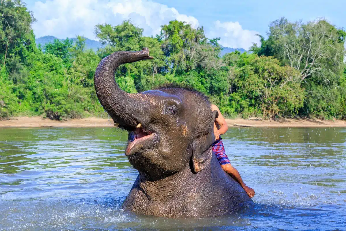 อาบน้ำและและเล่นกับช้างแบบใกล้ชิดที่ 