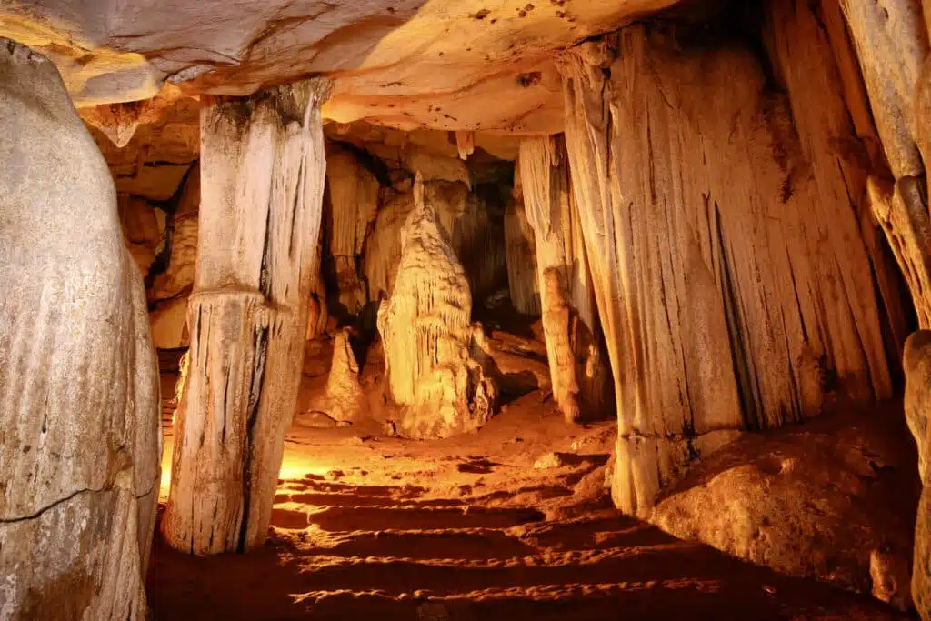 ค้างคาวคุณกิตติ: เผยโฉมสัตว์เลี้ยงลูกด้วยนมที่เล็กที่สุดในโลก; ค้างคาวจมูกหมู 3