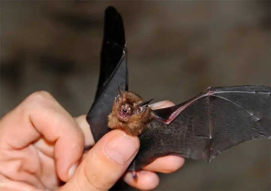 Khun Kitti Bat: Unveiling the World's Smallest Mammal; Kitti's hog-nosed bat 3