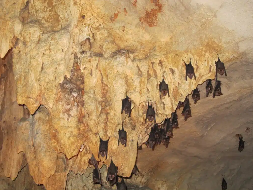 Khun Kitti Bat: Unveiling the World's Smallest Mammal; Kitti's hog-nosed bat 2