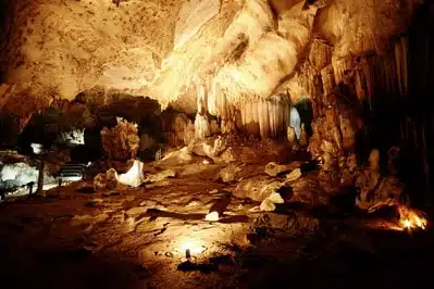 ค้างคาวคุณกิตติ: เผยโฉมสัตว์เลี้ยงลูกด้วยนมที่เล็กที่สุดในโลก; ค้างคาวจมูกหมู 1